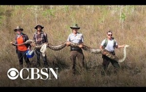 Massive python found in South Florida wildlife preserve