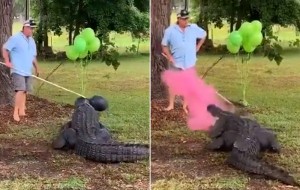 Pet alligator helps trapper's family reveal 10th baby's gender
