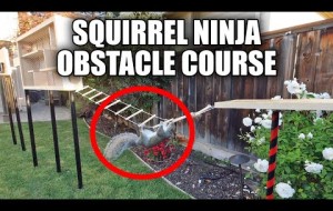 Video: Building the Perfect Squirrel Proof Bird Feeder