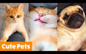 Silliest Cute Animals