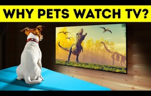 Do Dogs and Cats Really Watch TV?