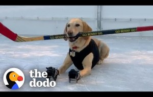Dog Who’s Obsessed With Ice Skating Gets A Special Surprise After Quarantine