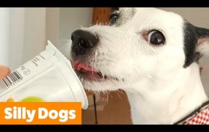 Silly Dog Bloopers & Reactions | Funny Pet Videos