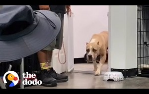 Pittie Scared Of A Cardboard Box Is The Happiest Family Dog Now