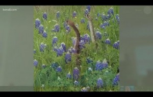 Will Texas wildflowers, bluebonnets make a comeback despite winter storm?