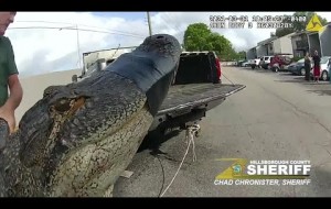 10-foot alligator found under parked car in Florida 