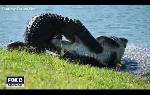 Large alligators wrestle in Florida backyard as mating season gets underway