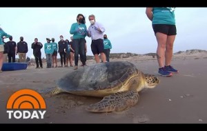 Sea Turtle Rescued From Texas Freeze Is Released Back Into Gulf