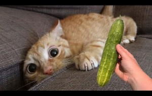 Cucumbers Scare The Life Out Of Cats