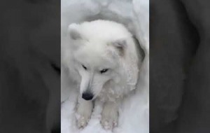 Doggo Plays In Snow
