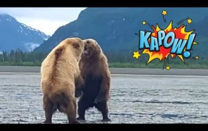 2 Grizzly Bears Face Off In Front Of Hikers In Alaska