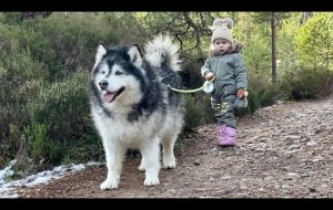 Baby Girl Convinces Sled Dog Not To Pull! 