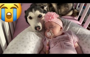 Sad Husky Can’t Find The Baby But Then Gets So Happy & Cuddles Her!