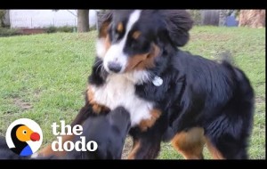 Dog Is SO Excited To Meet Her Best Friend In The Park After 2 Weeks Alone