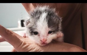 No one expected a kitten to survive but shelter volunteer gave him a fighting chance