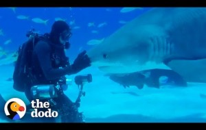 Wild Shark Recognizes Human Best Friend After They Were Separated For A Year