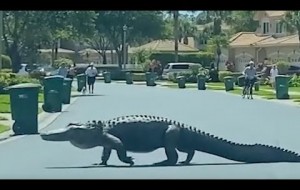 MASSIVE Gator Seen Crossing Road in Upscale Florida Community as Neighbors Gather to Watch